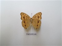 藏品(眼蛺蝶)的圖片